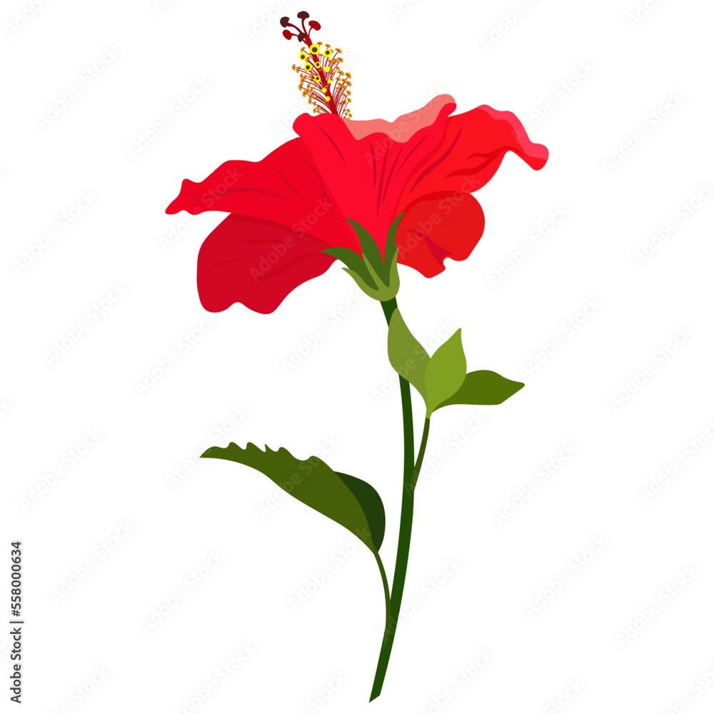 Fototapeta premium Hibiscus -4, flower isolated on white background. Isolated object-67, vector, hand drawn.