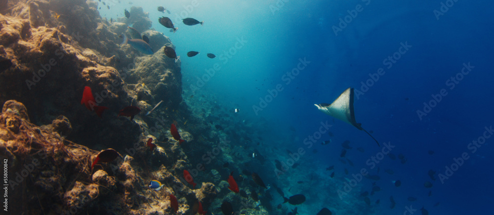 Fototapeta premium Eagle ray glides underwater