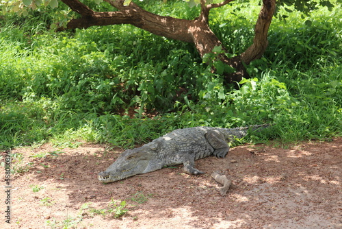 alligator in the forest