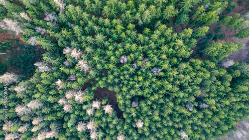 Obraz na plátně treetops