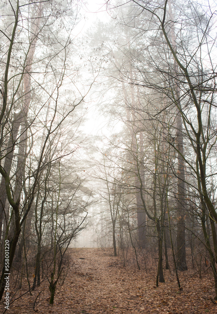 trees in the fog.morning forest in the fog