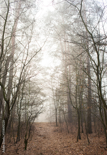 trees in the fog.morning forest in the fog © serhii