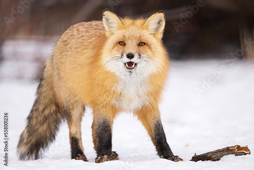 Obraz na plátně red fox mouth open