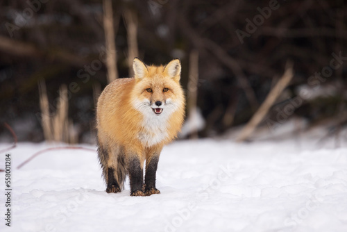 red fox in snow © Tristan