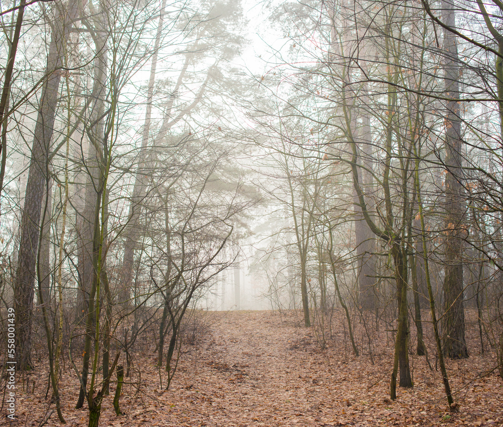 trees in the fog.morning forest in the fog trees in the fog.morning forest in the fog