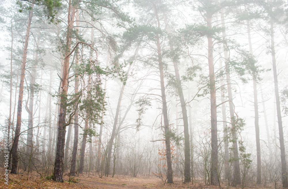 trees in the fog.morning forest in the fog