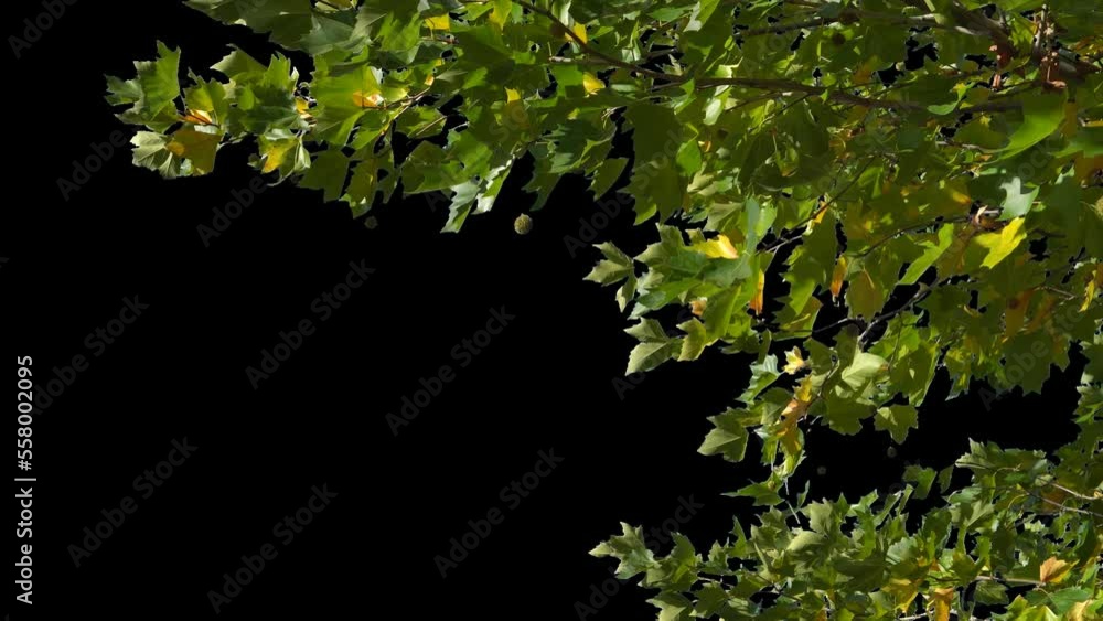 Alpha channel plant tree with a transparent background for overlaying other images during installation Alpha channel plant tree with a transparent background for overlaying other images during installation