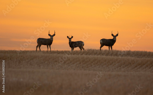 Silhouette of White Tailed Deer during a crisp sunrise in the chestermere area of alberta, canada
