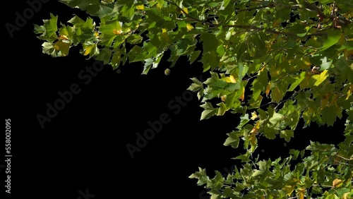 Alpha channel plant tree with a transparent background for overlaying other images during installation