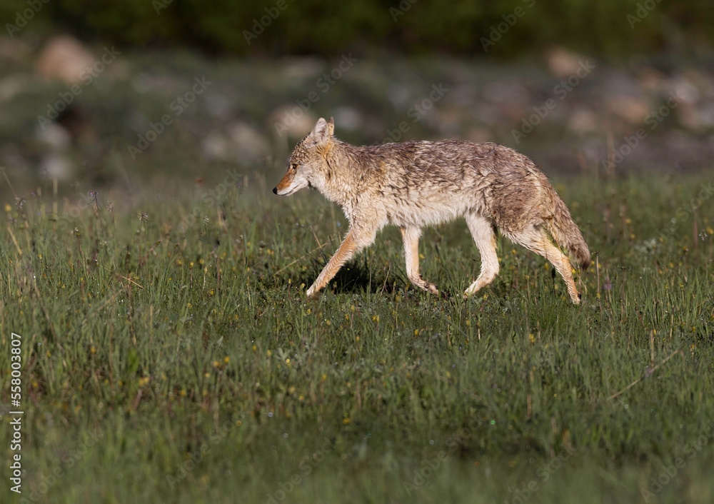Female Coyote posing in the Canadian Rockies. .I got lucky with this coyote in the early morning light.
Female Coyote posing in the Canadian Rockies. .I got lucky with this coyote in the early morning light.
