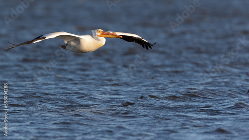 American Pelican in Flight over open waters