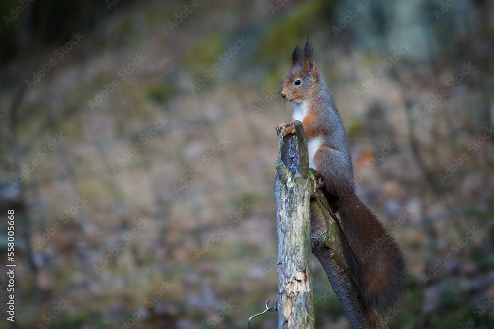 squirrel on a tree