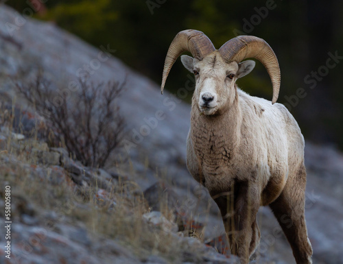 Majestic Big Horn Sheep on a Mountain Ledge

The bighorn sheep (Ovis canadensis) is a species of sheep native to North America.