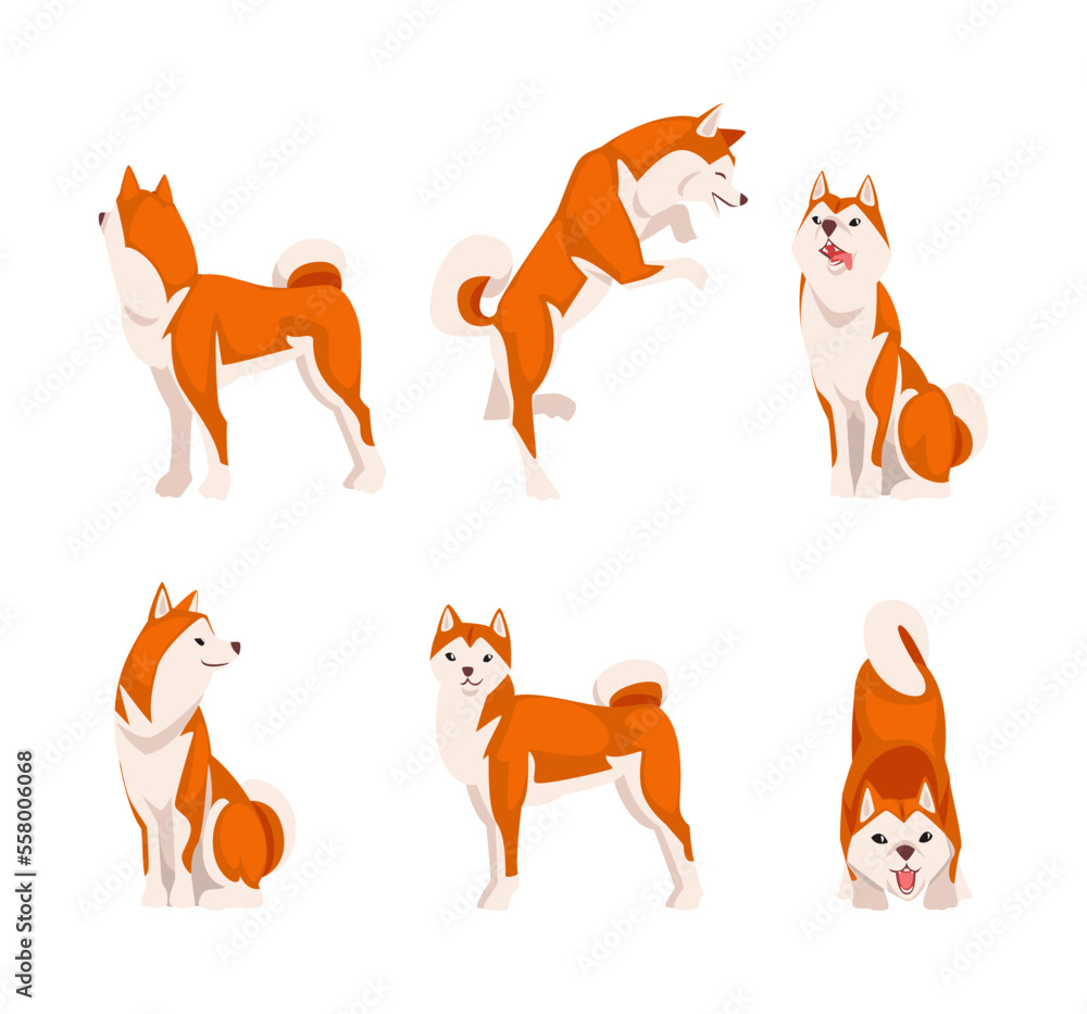 Cute red and white shiba inu dog in different poses set. Friendly purebred pet dog cartoon vector illustration