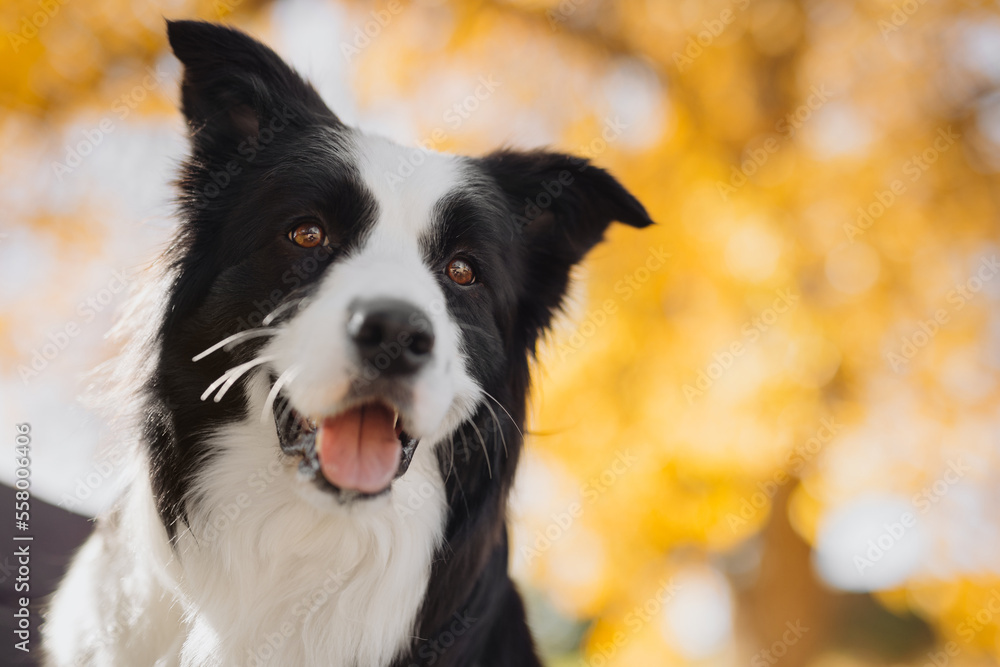 Border collie looks at the camera in a sunny autumn forest
