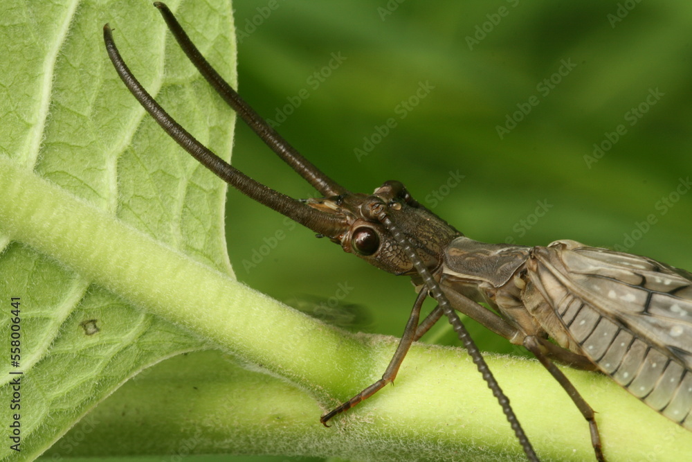 Eastern Dobsonfly (Corydalus cornutus) - Corydalus cornutus