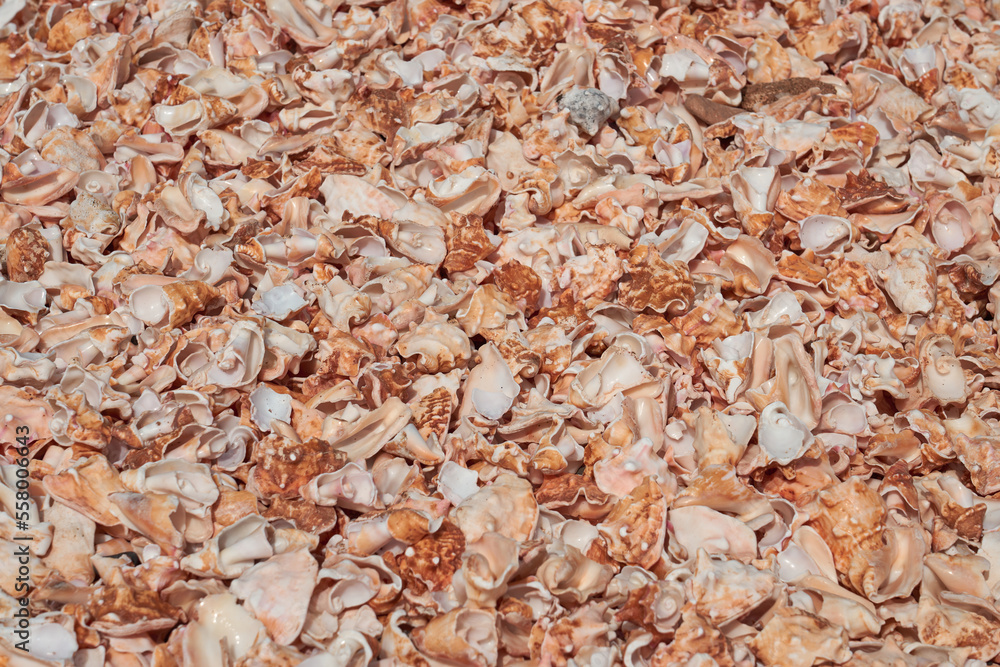Fragments of broken shells on the shores of the Atlantic Ocean as a background. Fragments of broken shells on the shores of the Atlantic Ocean as a background.