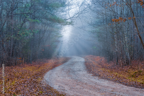 A country dirt and gravel back roads in a winter forest with sunrise on a foggy morning. A Southern Tennessee countryside road photo.