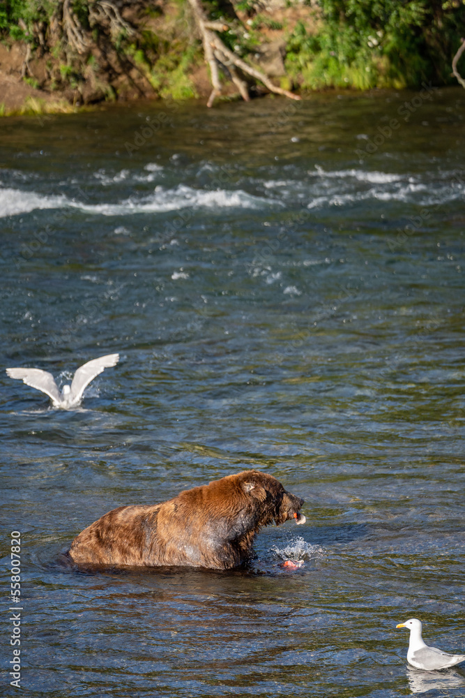 Fototapeta premium bear