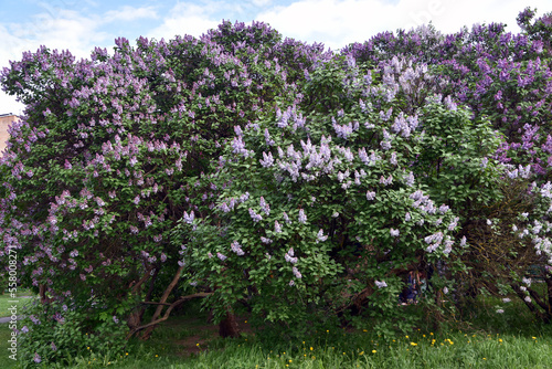 Obraz na płótnie Lilac trees in lilac garden w salonie