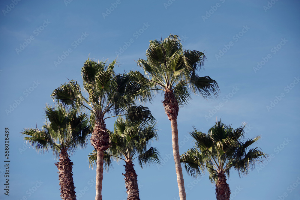 Fototapeta premium California Fan Palm Trees under Blue Sky