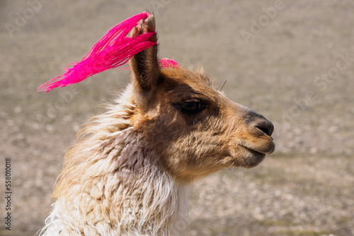 Portrait Foto eines peruanischen Lamas
