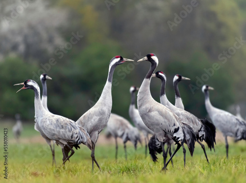 Common crane  Grus grus  in the wild. Early morning on swamp erens.