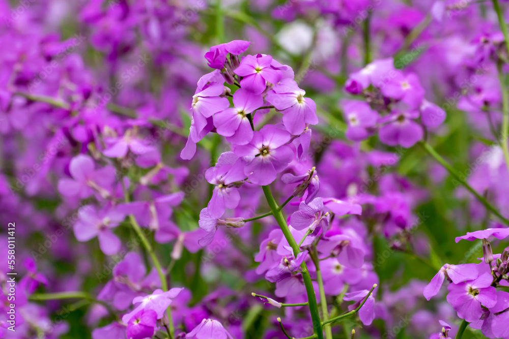 Dame's Rocket Growing Wild Along The Trail In Spring Dame's Rocket Growing Wild Along The Trail In Spring