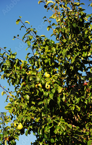 apples on a branch tree on sky background