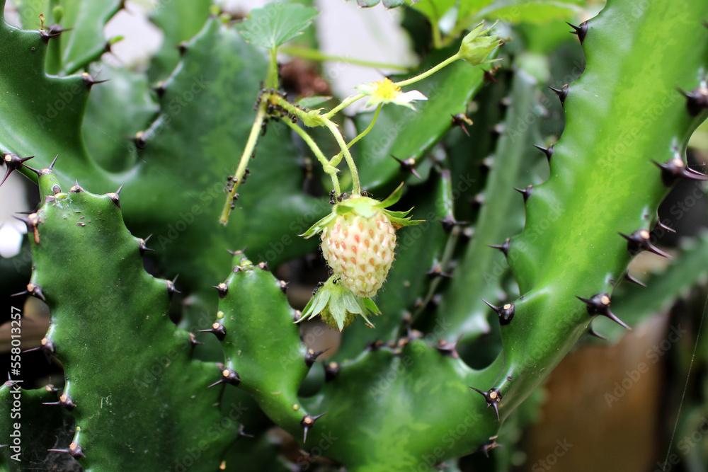 Opuntia cochenillifera cactus, planted in the yard next to a white wall Opuntia cochenillifera cactus, planted in the yard next to a white wall