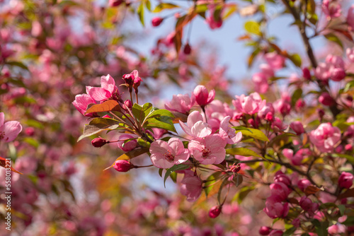 Crabapple Trees Blooming. Branches of blossoming pink tree of apple or sakura. Close-up. Selective focus
