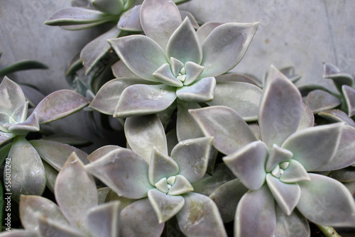 Graptopetalum Paraguayense with pink reflection seen from above illuminated by bright light
