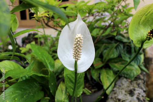 the flower of the ornamental plant Spathiphyllum kochii or also called the peace lily, is white and in bloom photo