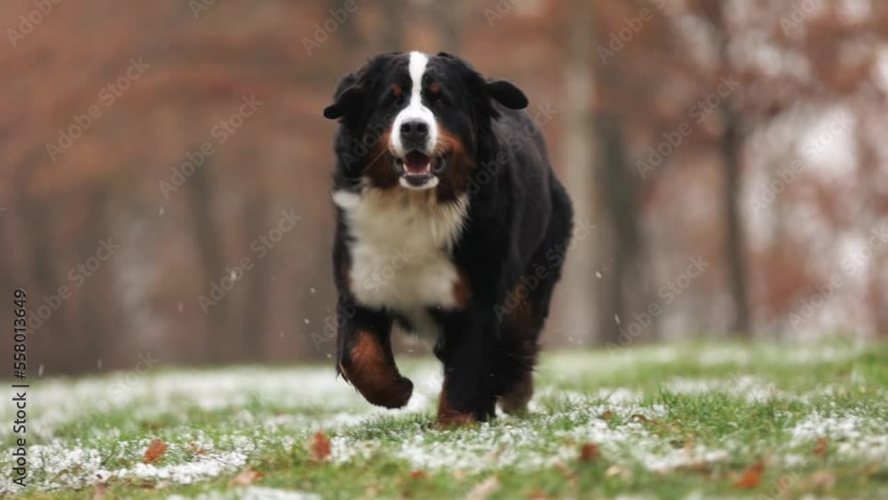 Bernese mountain dog running at forest Bernese mountain dog running at forest
