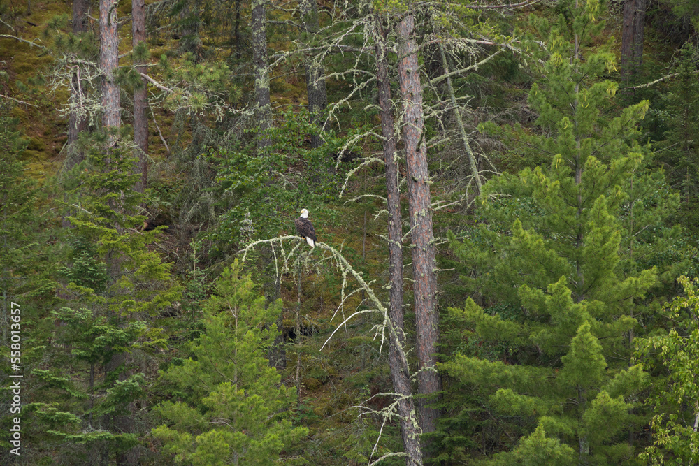 Obraz premium Bald Eagle resting on a tree limb