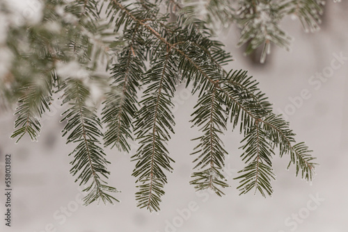 branches of a pine