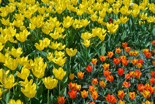 Red and yellow tulip in the public park, Toronto Botanical Garden