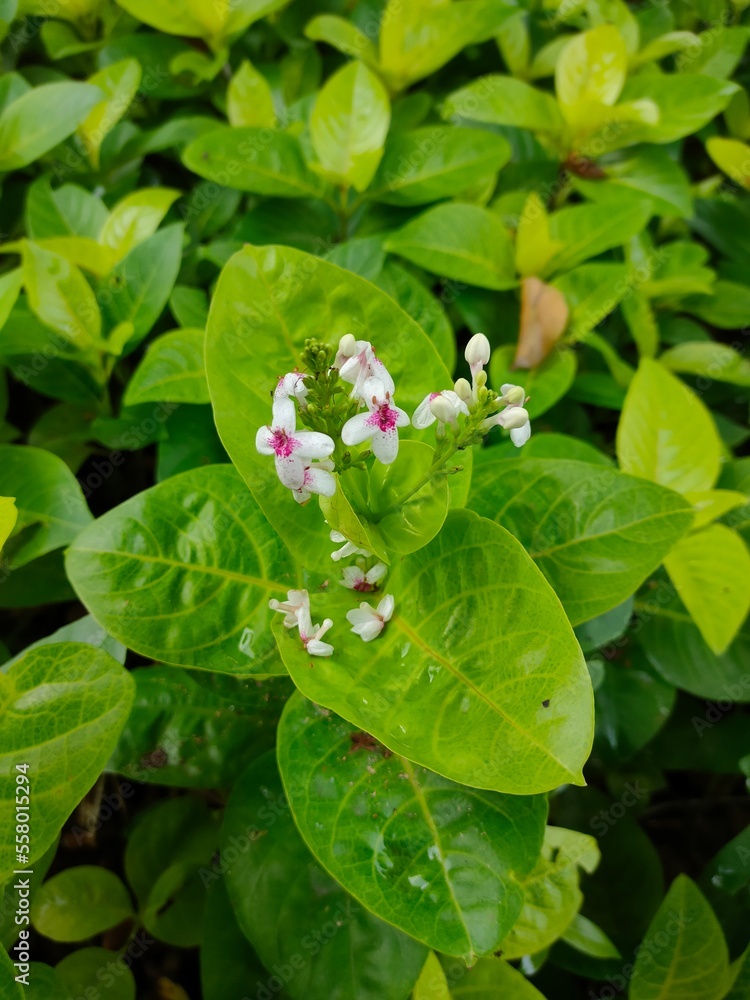 Pseuderanthemum (Japanese jasmine) at Taman Wijaya Kusuma, Jakarta, Indonesia. One of the most beautiful ornamental plants for a garden. Selective focus of Japanese jasmine Pseuderanthemum (Japanese jasmine) at Taman Wijaya Kusuma, Jakarta, Indonesia. One of the most beautiful ornamental plants for a garden. Selective focus of Japanese jasmine