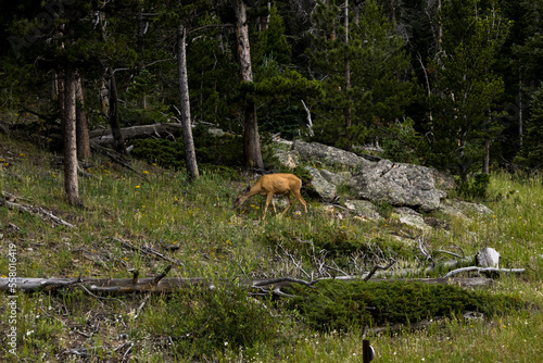 Mule deer eating on a hill side in Rocky Mountain National Park, Colorado