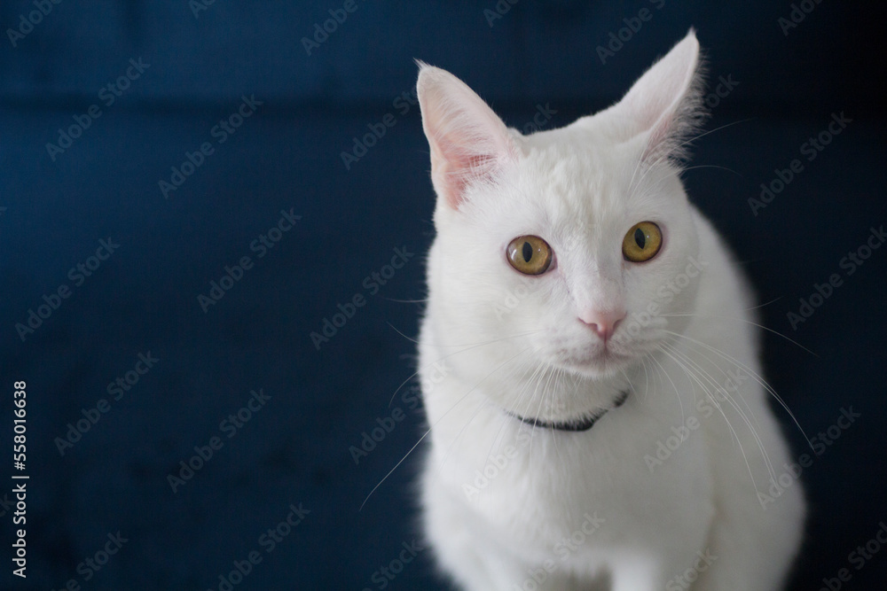 Adorable white cat portrait