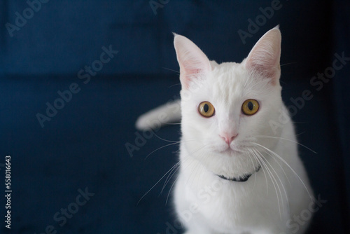 Adorable white cat portrait