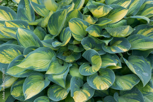 Green And Yellow Hosta Plants Growing In The Garden In Spring