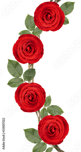 Bunch of of Red Rose vine with leaf isolated on white background  Rose vine isolated on white With PNG File.