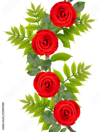 Bunch of of Red Rose vine with leaf isolated on white background  Rose vine isolated on white With work path.