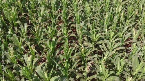 Corn plantation with long green leaves