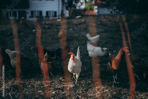 Free range organic chickens poultry in evening