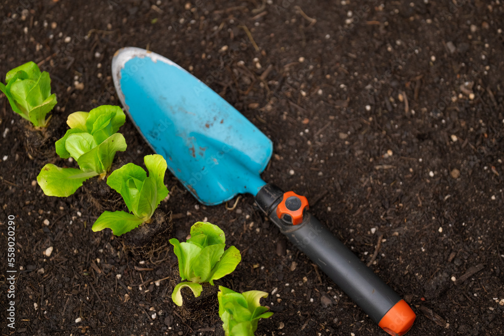 garden scoop and lettuce row seedlings on the ground. Lettuce plant set on the ground . Growing pure bio vegetables in your own garden.view from abov.Gardening and agriculture. garden scoop and lettuce row seedlings on the ground. Lettuce plant set on the ground . Growing pure bio vegetables in your own garden.view from abov.Gardening and agriculture.