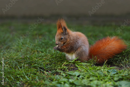 Cute squirrel eating on green grass in zoo. Space for text © New Africa