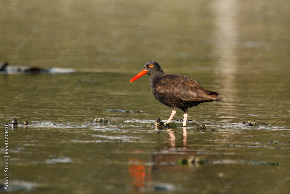 A Black Oystercatcher in shallow water with mussels A Black Oystercatcher in shallow water with mussels