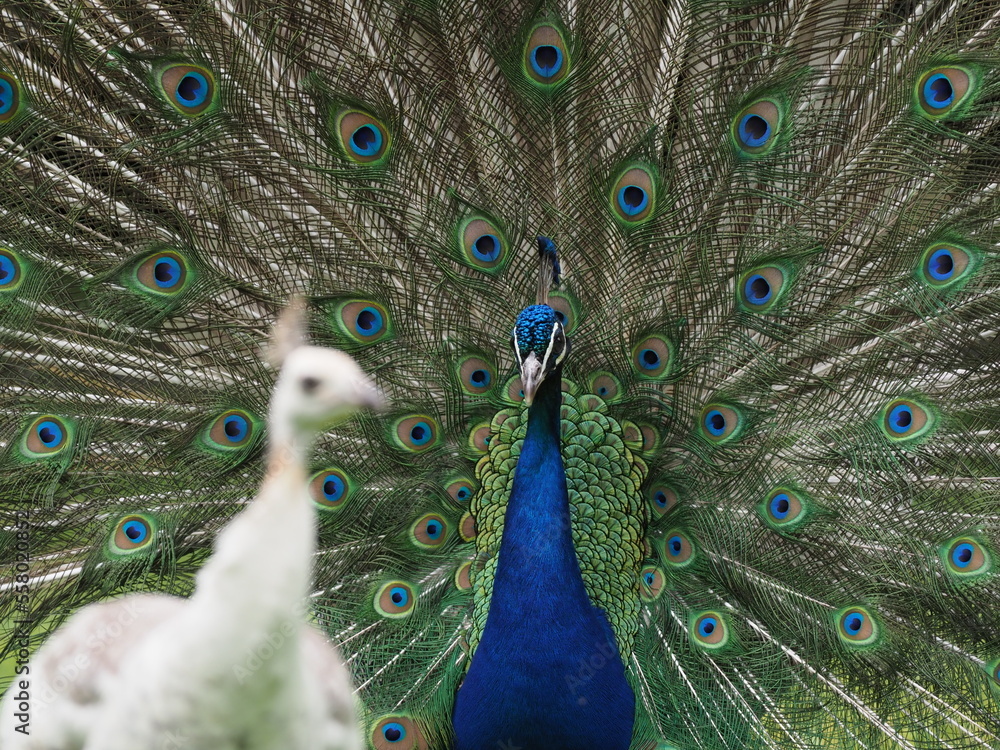 Obraz premium A male Indian Peafowl or Peacock displaying to a white leucistic female